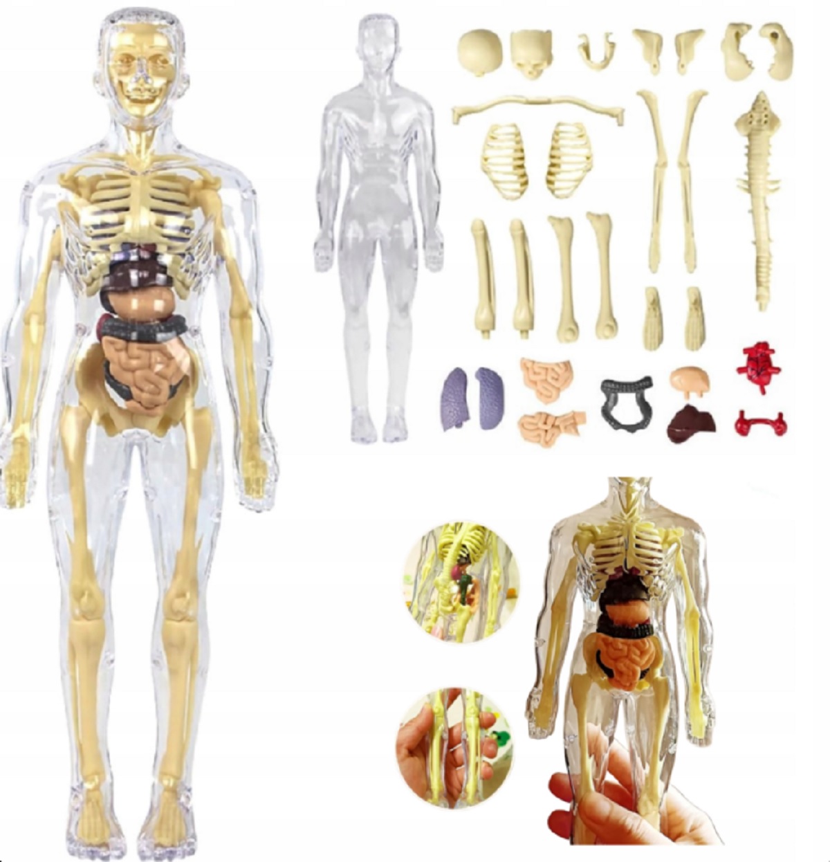 Jedinečný anatomický model ľudského tela
